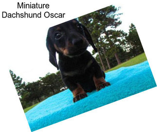 Miniature Dachshund Oscar