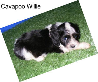 Cavapoo Willie