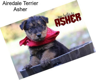 Airedale Terrier Asher