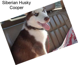 Siberian Husky Cooper