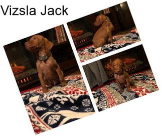 Vizsla Jack