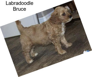 Labradoodle Bruce