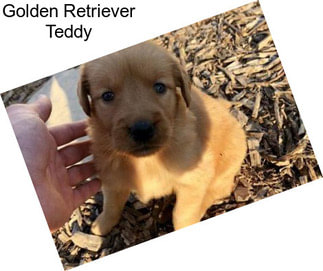 Golden Retriever Teddy