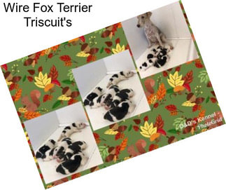 Wire Fox Terrier Triscuit\'s