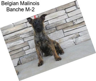 Belgian Malinois Banche M-2