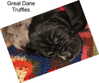 Great Dane Truffles