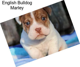 English Bulldog Marley