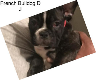 French Bulldog D J
