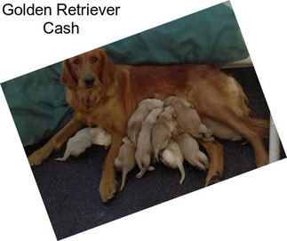 Golden Retriever Cash