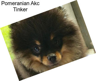 Pomeranian Akc Tinker