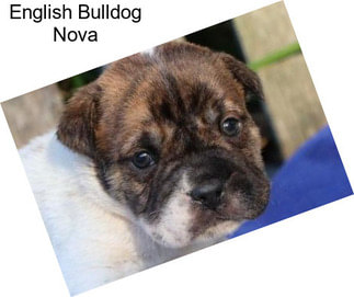 English Bulldog Nova