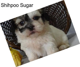 Shihpoo Sugar