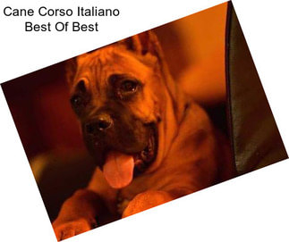 Cane Corso Italiano Best Of Best