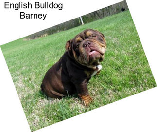 English Bulldog Barney