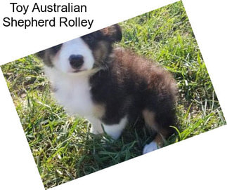 Toy Australian Shepherd Rolley