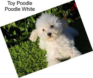 Toy Poodle Poodle White