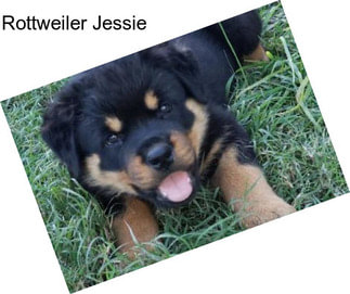 Rottweiler Jessie