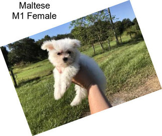 Maltese M1 Female