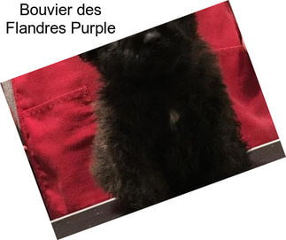 Bouvier des Flandres Purple