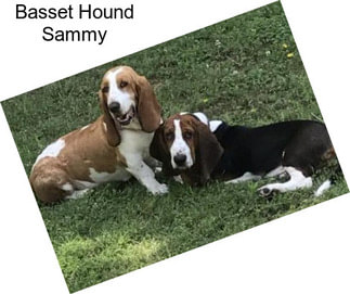 Basset Hound Sammy