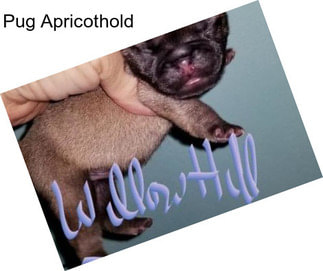 Pug Apricothold