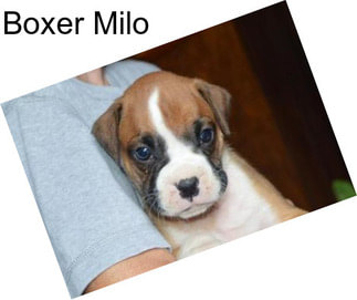 Boxer Milo