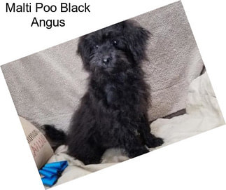 Malti Poo Black Angus