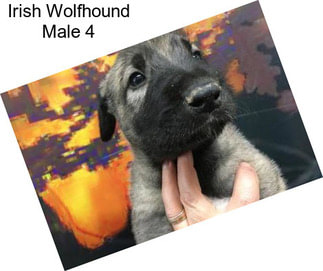 Irish Wolfhound Male 4