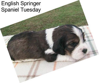 English Springer Spaniel Tuesday