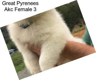 Great Pyrenees Akc Female 3