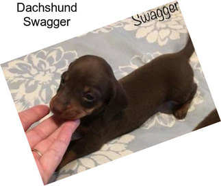 Dachshund Swagger