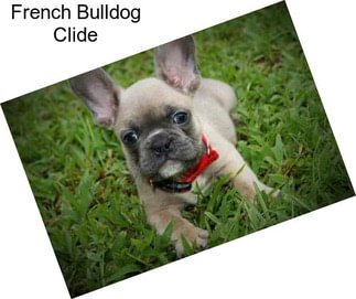 French Bulldog Clide