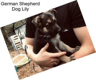 German Shepherd Dog Lily