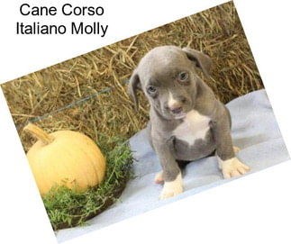 Cane Corso Italiano Molly