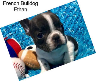 French Bulldog Ethan