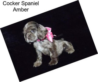 Cocker Spaniel Amber