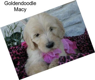 Goldendoodle Macy