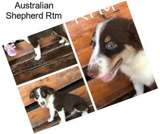 Australian Shepherd Rtm