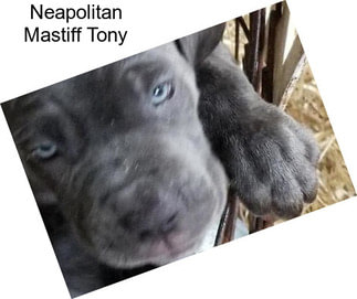 Neapolitan Mastiff Tony