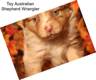 Toy Australian Shepherd Wrangler