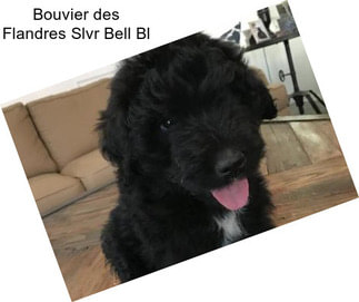 Bouvier des Flandres Slvr Bell Bl