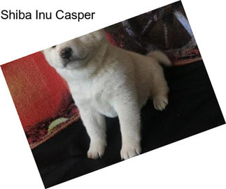 Shiba Inu Casper