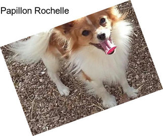 Papillon Rochelle