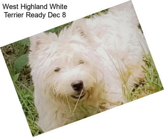 West Highland White Terrier Ready Dec 8