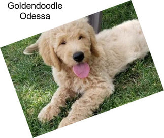 Goldendoodle Odessa