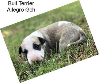 Bull Terrier Allegro Gch