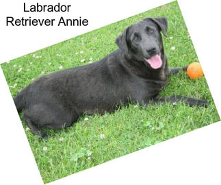 Labrador Retriever Annie