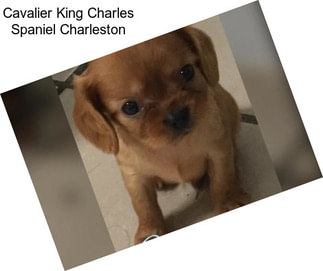 Cavalier King Charles Spaniel Charleston