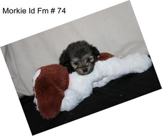 Morkie Id Fm # 74