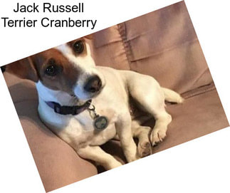 Jack Russell Terrier Cranberry